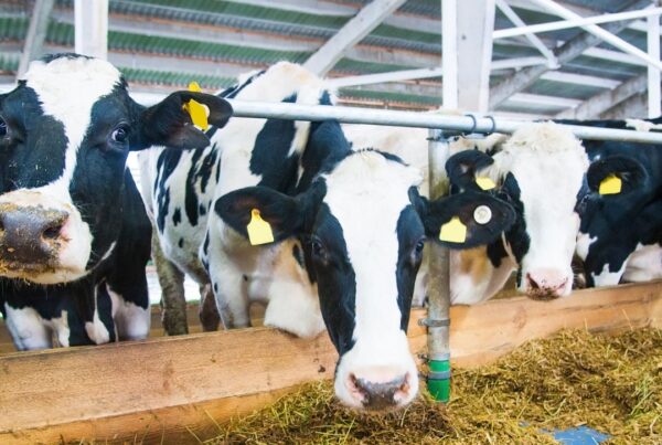 Santa Catarina: Berço da Alta Produtividade Leiteira no Brasil